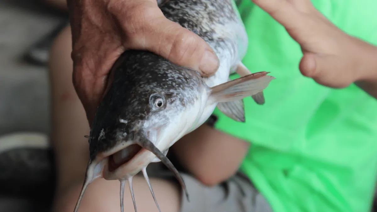 pencegahan kematian bibit lele