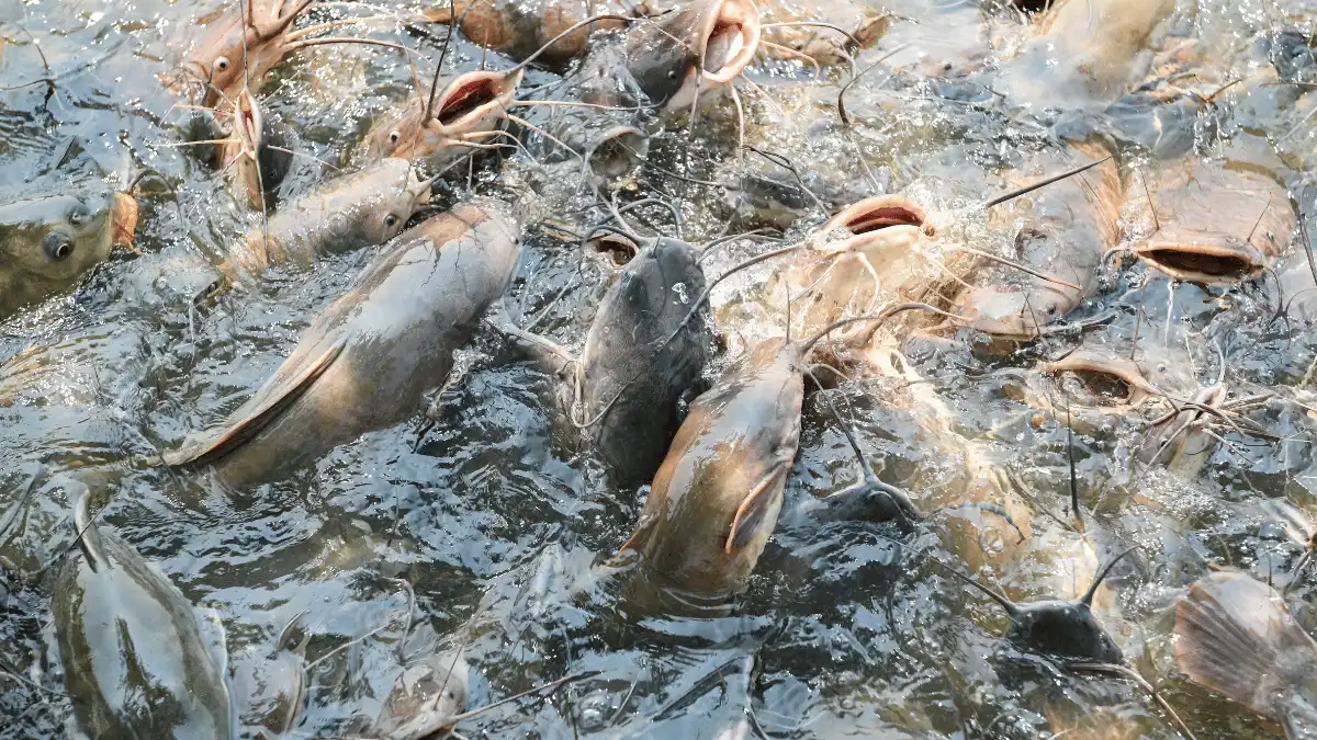 penebaran bibit ikan lele teknik penebaran bibit ikan lele