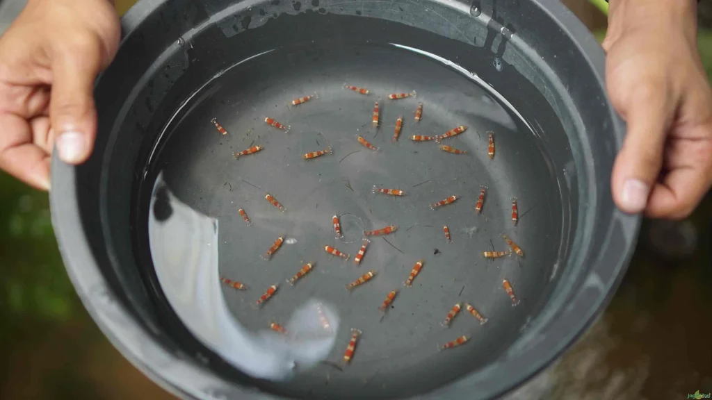 pengembangbiakan udang hias
