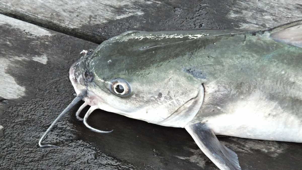 penyebab bibit lele mati