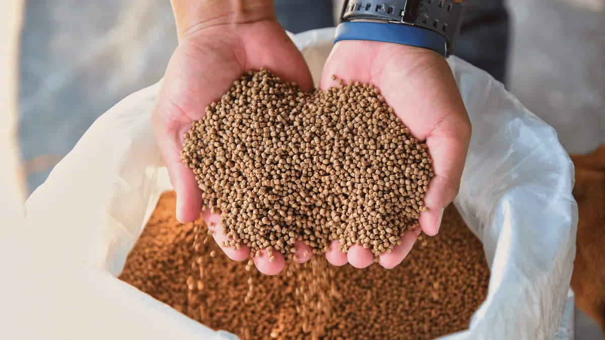 perawatan bibit ikan lele cara merawat bibit ikan lele