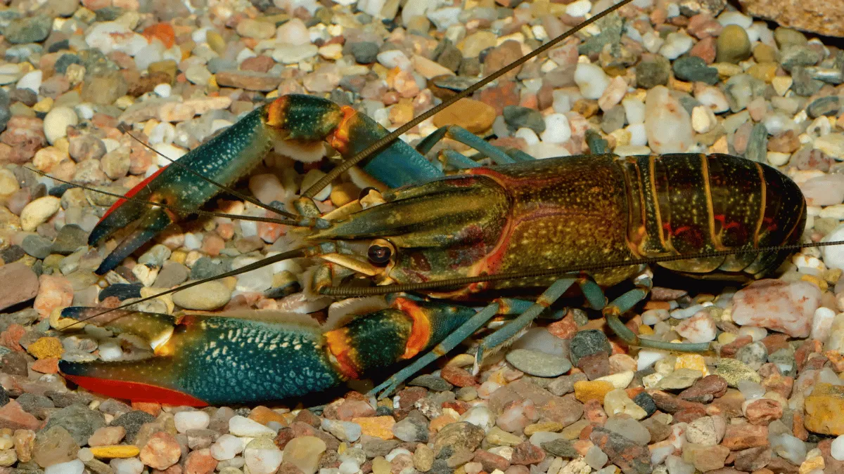 perawatan lobster