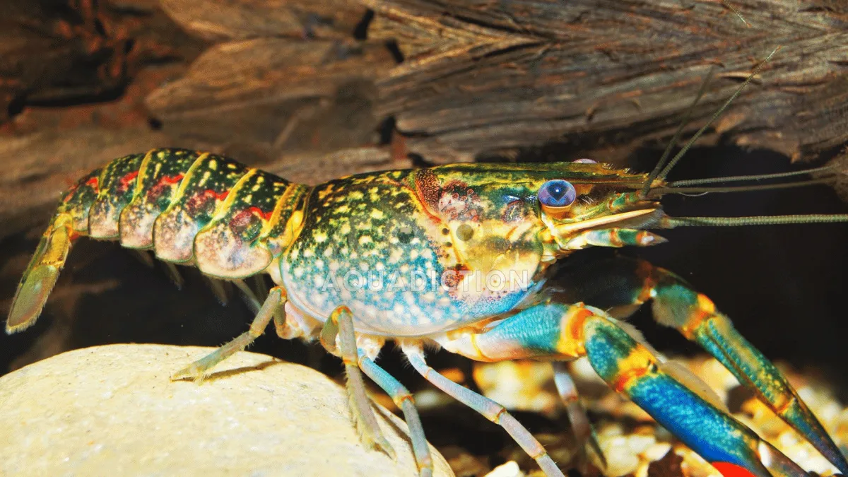 persiapan budidaya lobster iar tawar