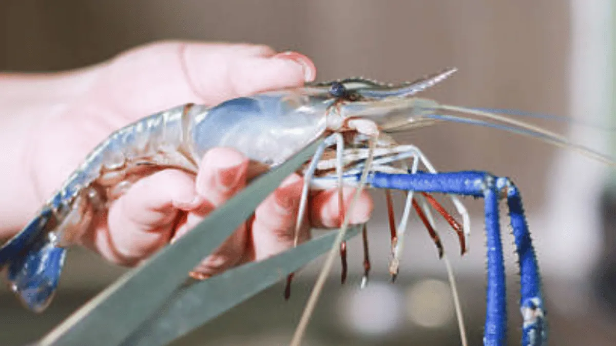 persiapan budidaya udang galah persiapan budidaya udang galah air tawar