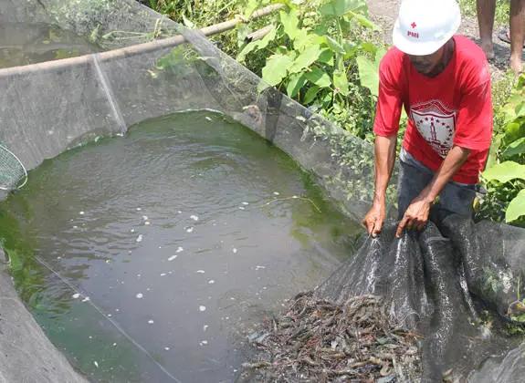 persiapan lahan kolam budidaya kolam budidaya lobster air tawar di kolam tanah