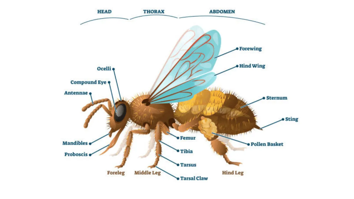 struktur bagian tubuh serangga