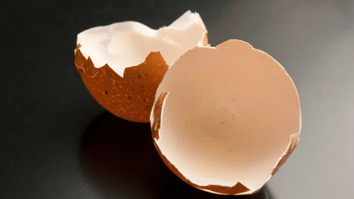 tantangan cangkang telur tantangan tepung cangkang telur