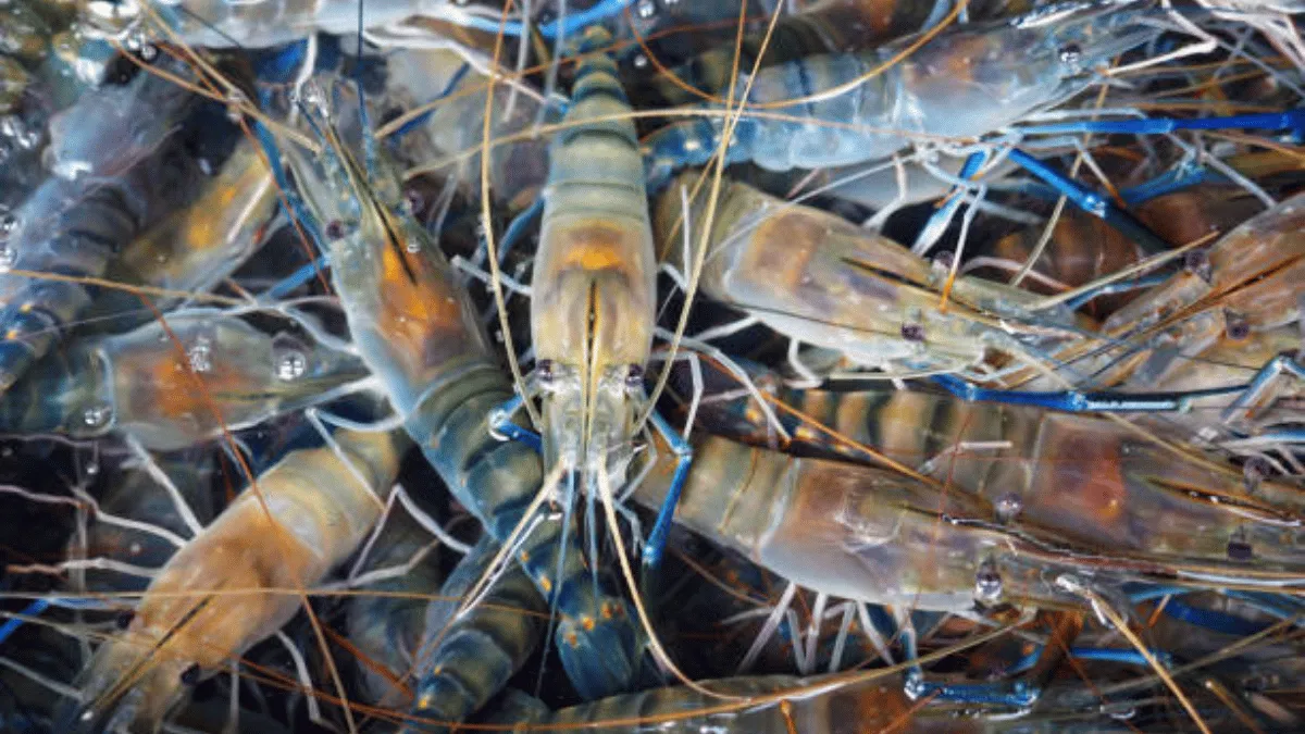 tips mencegah penyakit udang galah pencegahan penyakit udang galah