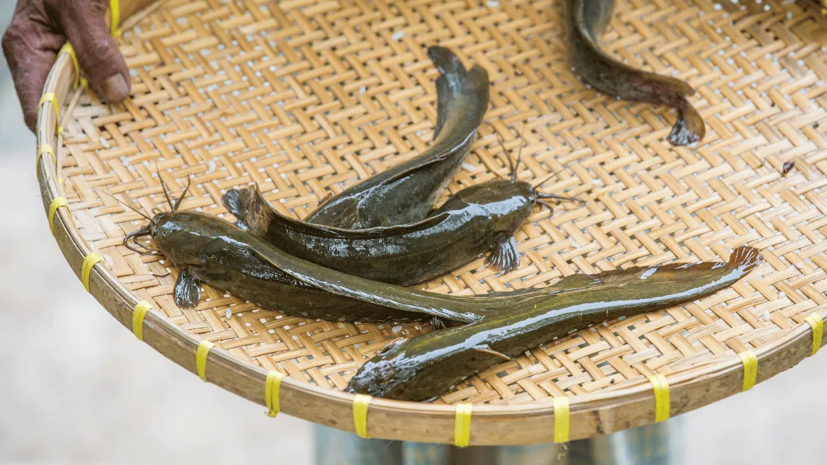 tips panen bibit ikan lele tips memanen ikan lele