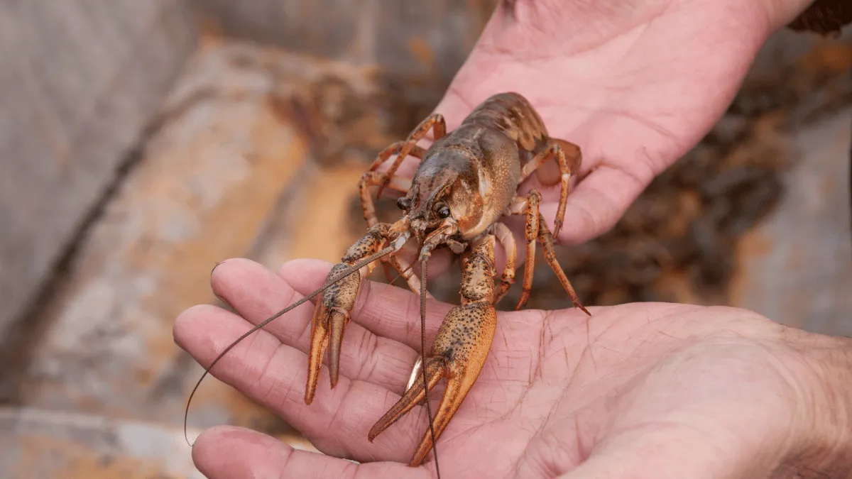 tips panen lobster air tawar