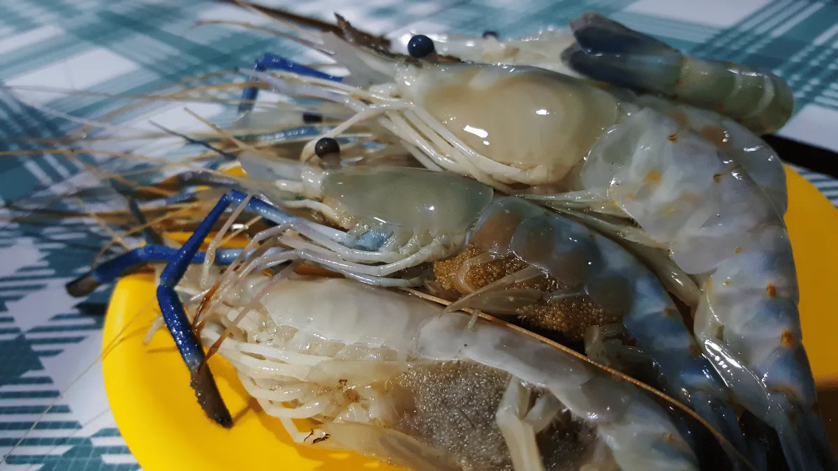 tips panen udang galah tips panen budidaya udang galah air tawar