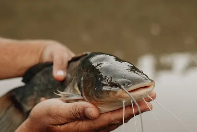tips pemberian pkan ikan lele
