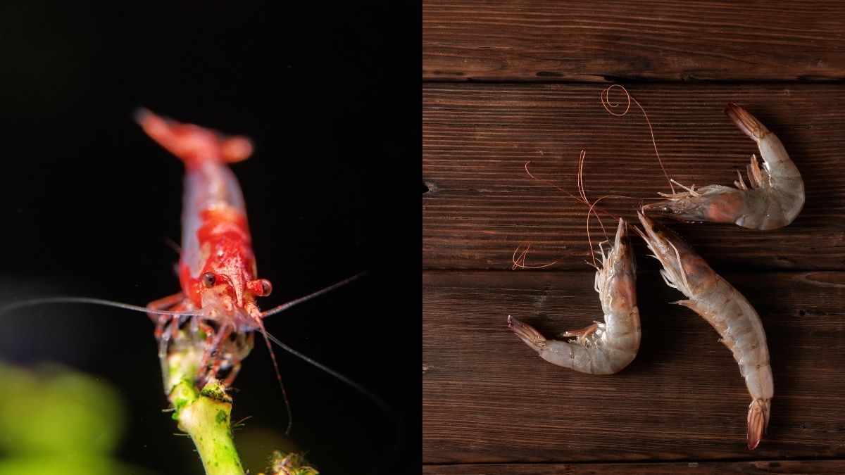 macam-macam jenis udang 