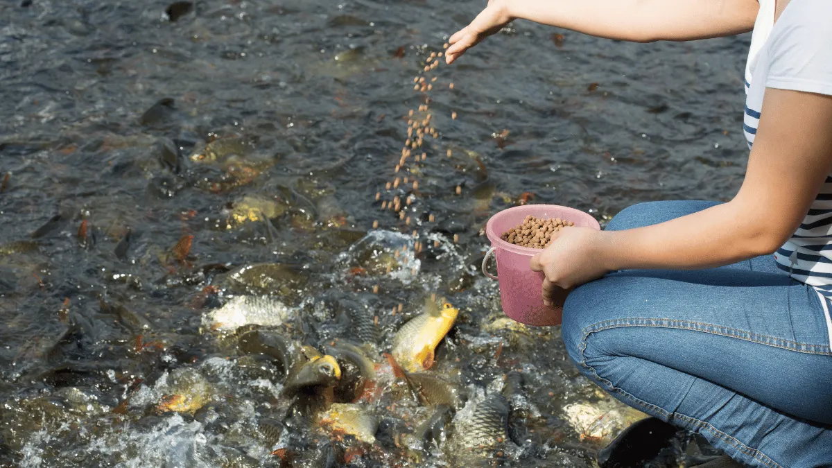 uji kualitas pakan ikan