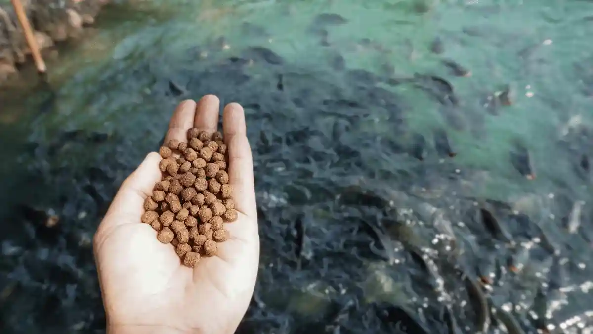 pakan ikan lele