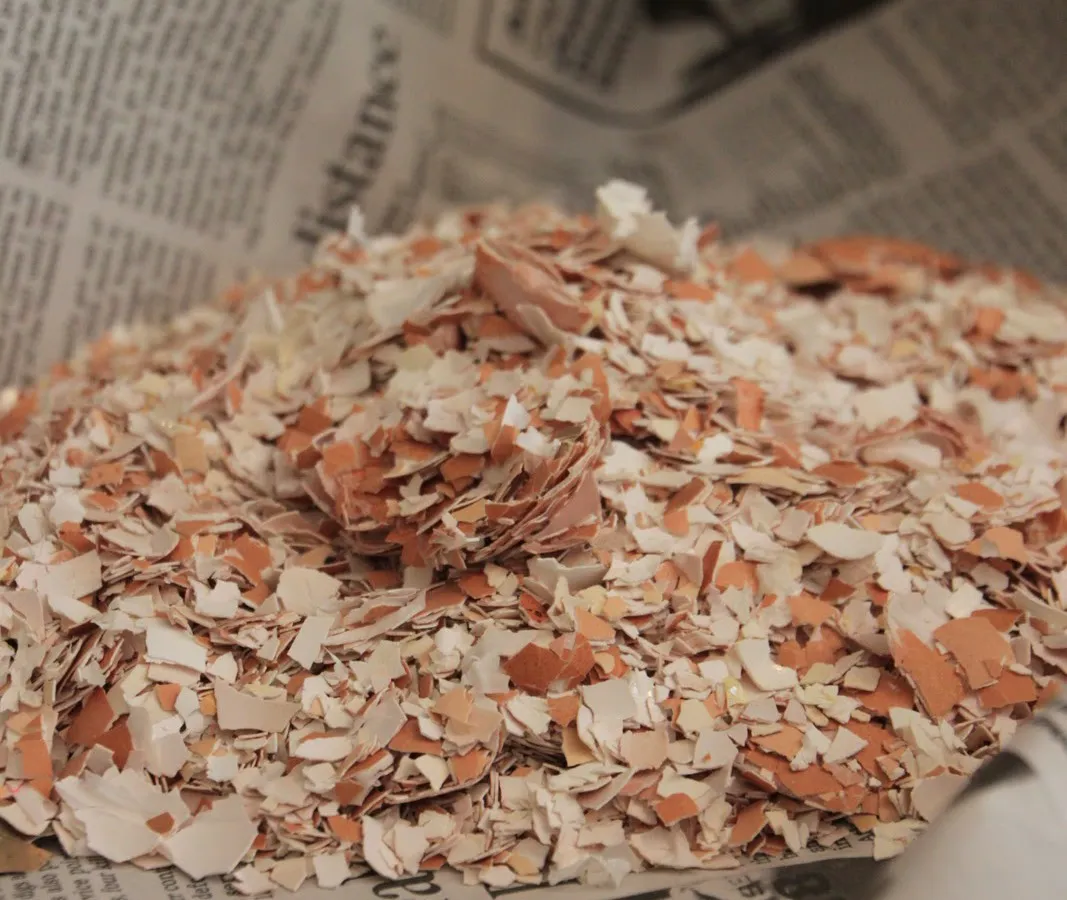 Banyak peternak mencari alternatif bahan pakan yang lebih ekonomis Banyak peternak mencari alternatif bahan pakan