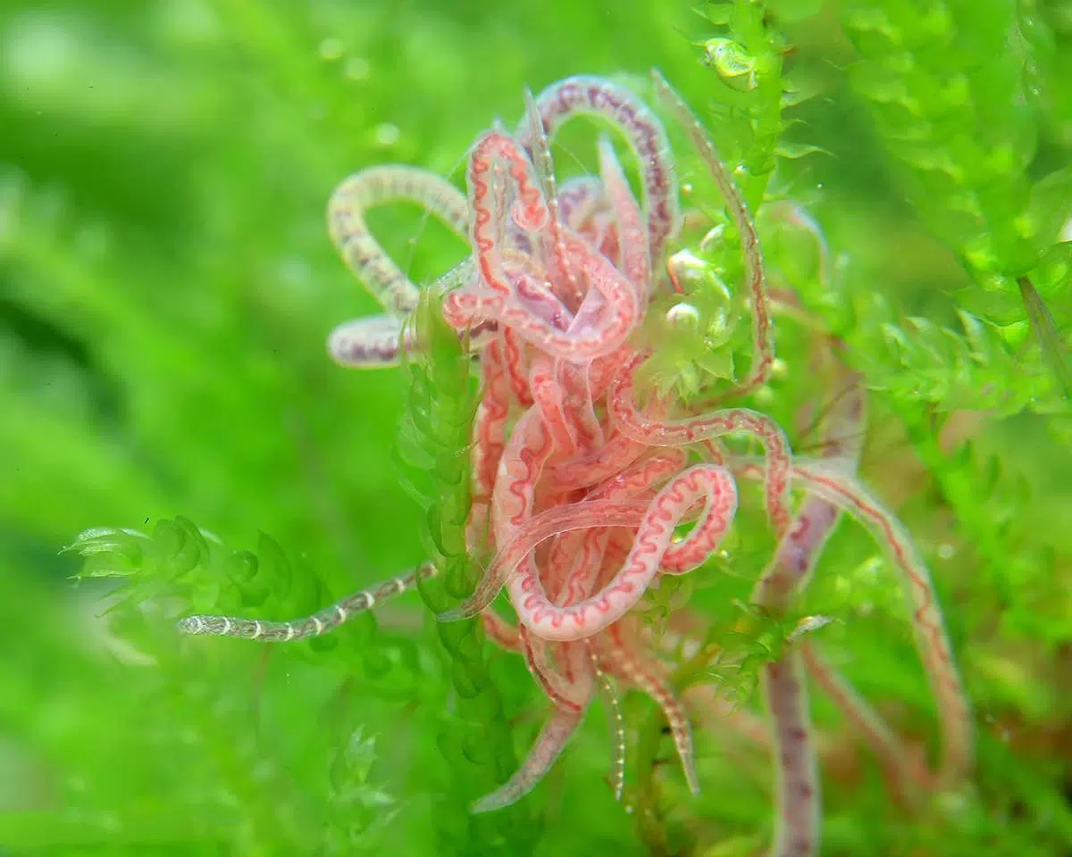 Cacing Sutra 1 Cacing Sutra