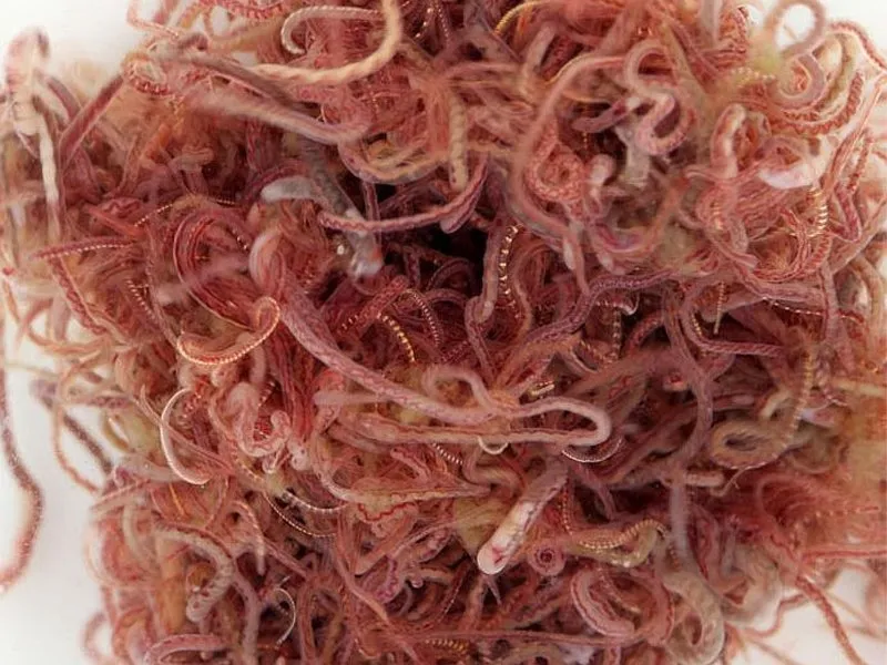 Cacing sutra mampu mengikat oksigen dengan lebih efisien