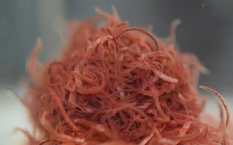 Cacing sutra berperan dalam ekosistem