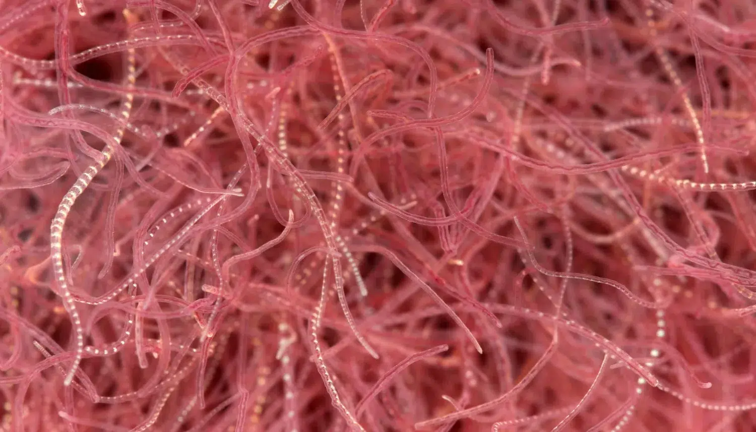 Cacing sutra sebagai pakan alami