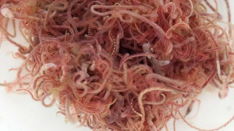 Cacing sutra sering digunakan sebagai pakan alami