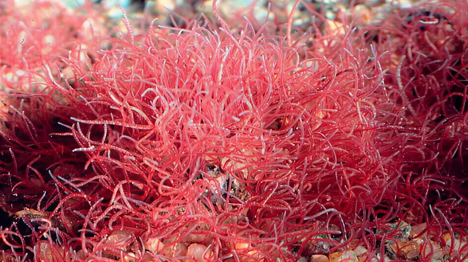 Cacing sutra sering digunakan untuk menunjang pertumbuhan ikan nila