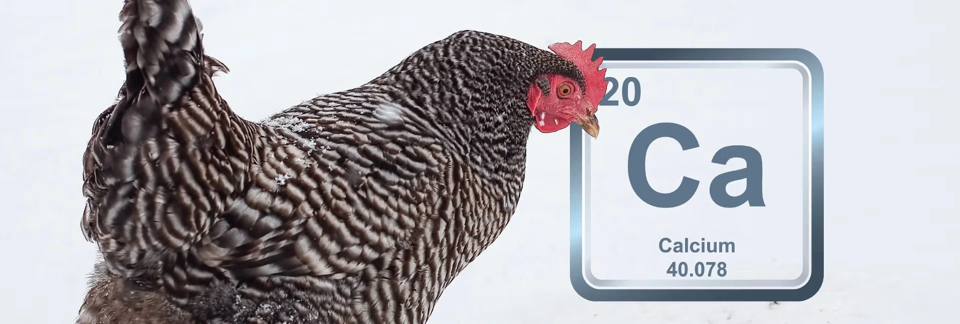 Cangkang telur ayam yang kuat penting untuk kesehatan ayam Cangkang telur ayam yang kuat