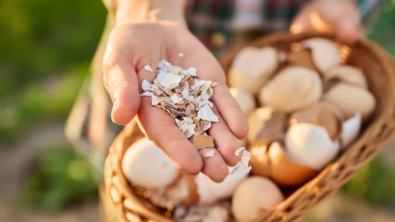 Cangkang telur dimanfaatkan sebagai pupuk organik