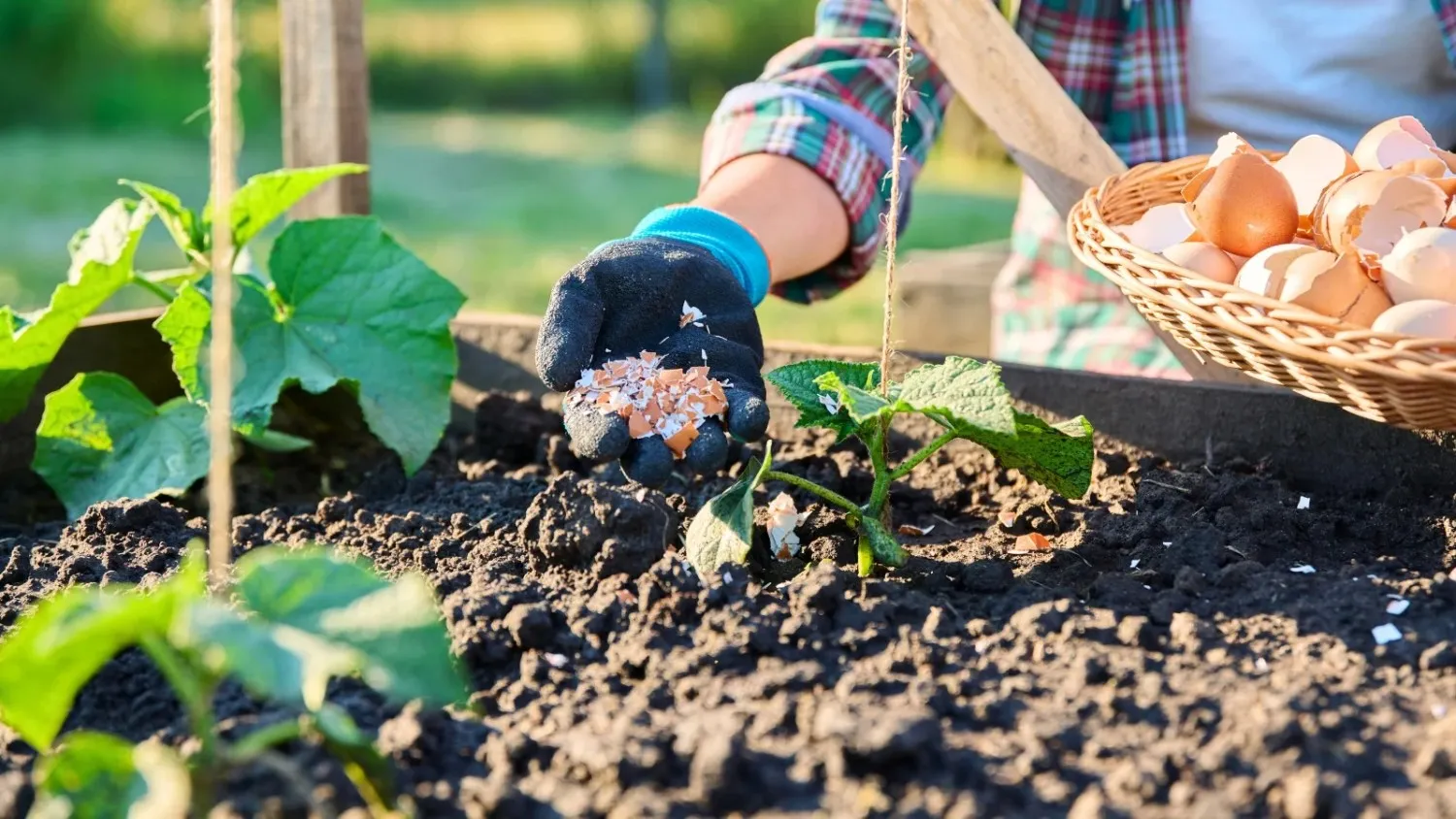 Cangkang telur untuk tanaman