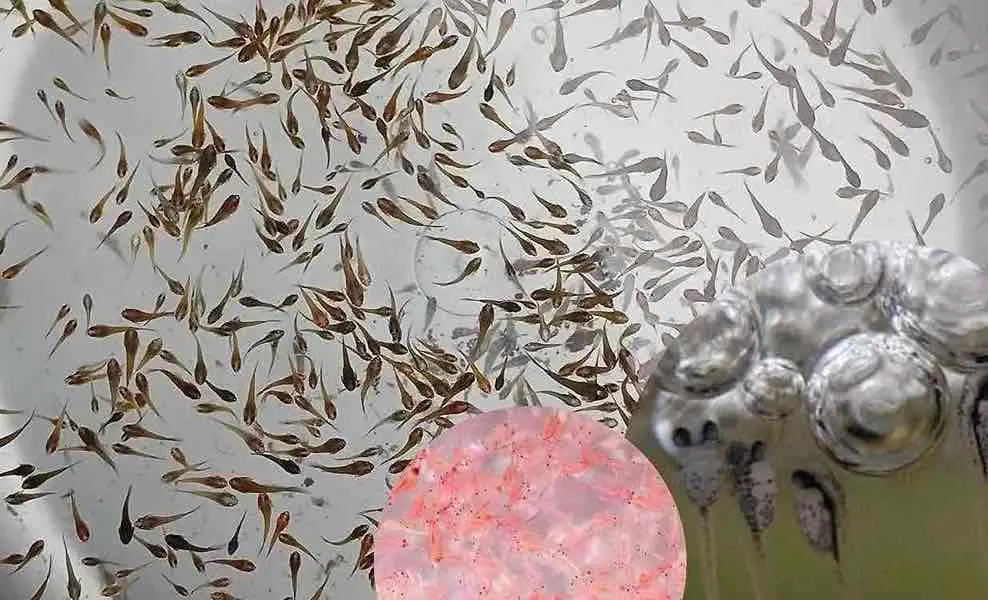 artemia untuk burayak