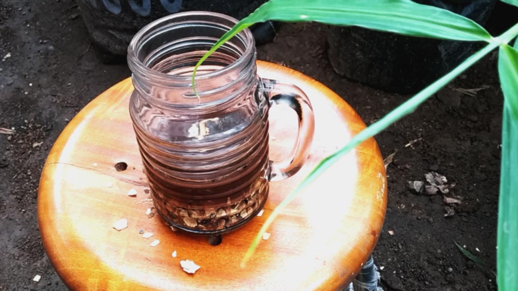 cara membuat kalsium dari kulit telur