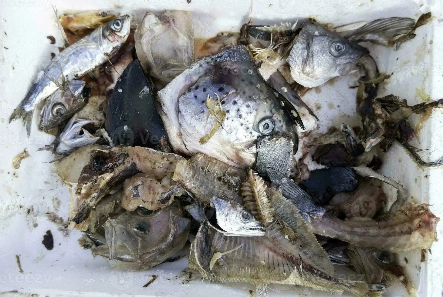 Ikan rucah untuk bahan pakan alami