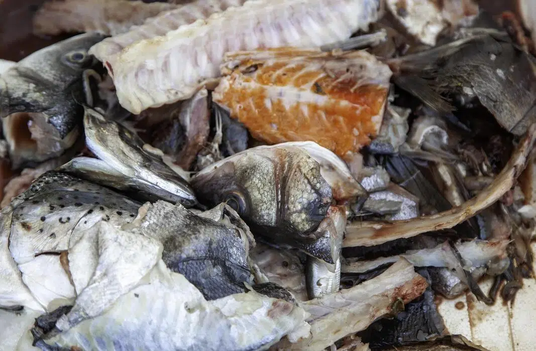 Ikan rucah untuk pakan lobster