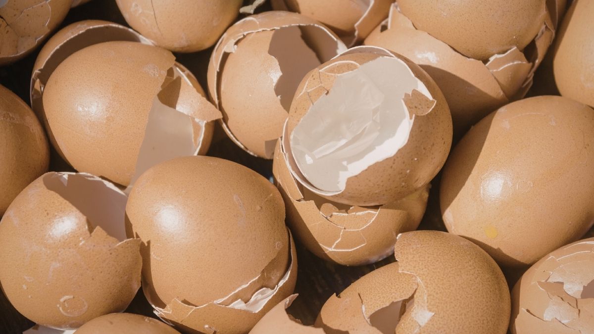 kandungan cangkang telur