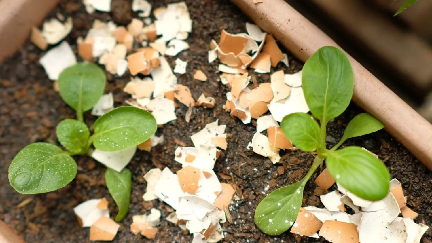 Manfaat Cangkang Telur Untuk Tanaman
