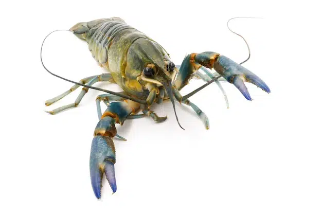 Membeli pakan lobster sesuai kebutuhan