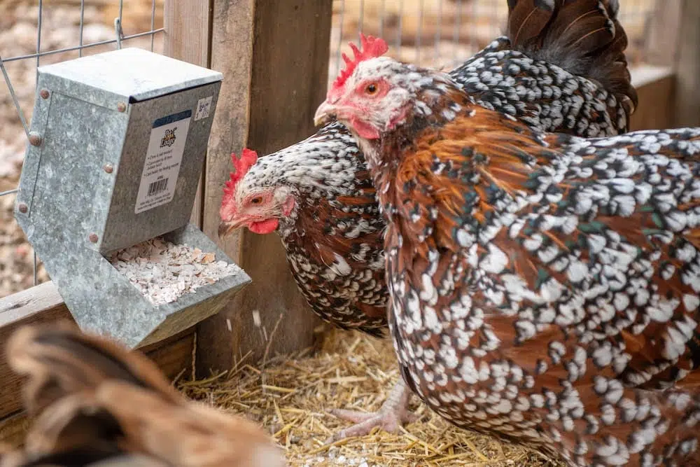 Menambahkan sumber mineral alami juga menjadi salah satu cara efektif Menambahkan sumber mineral