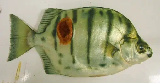 Menjaga kesehatan ikan