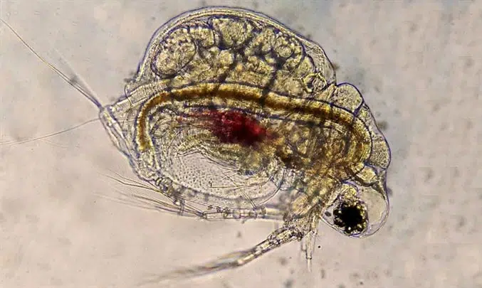 Pakan alami zooplankton sangat efektif untuk benih ikan nila kecil