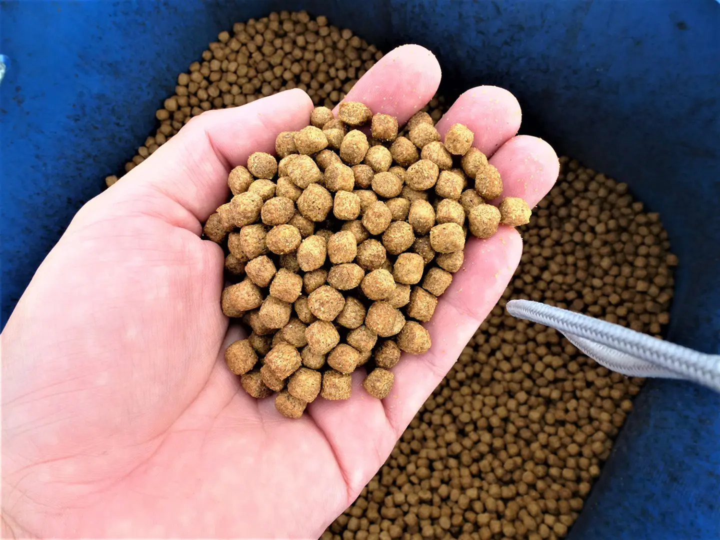 Pakan merupakan komponen utama dalam budidaya ikan nila kecil