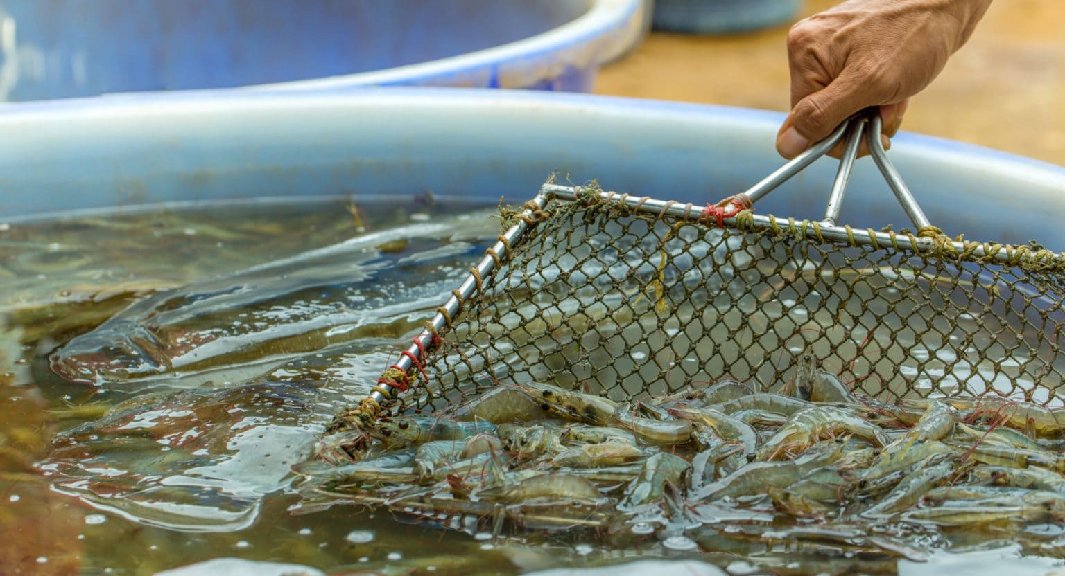 langkah pemanenan udang