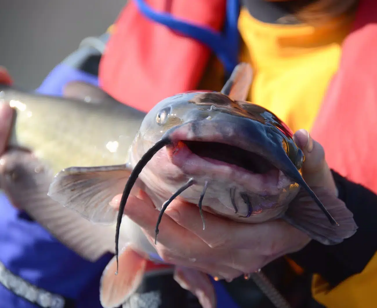 Pakan alternatif mengandung nutrisi seimbang