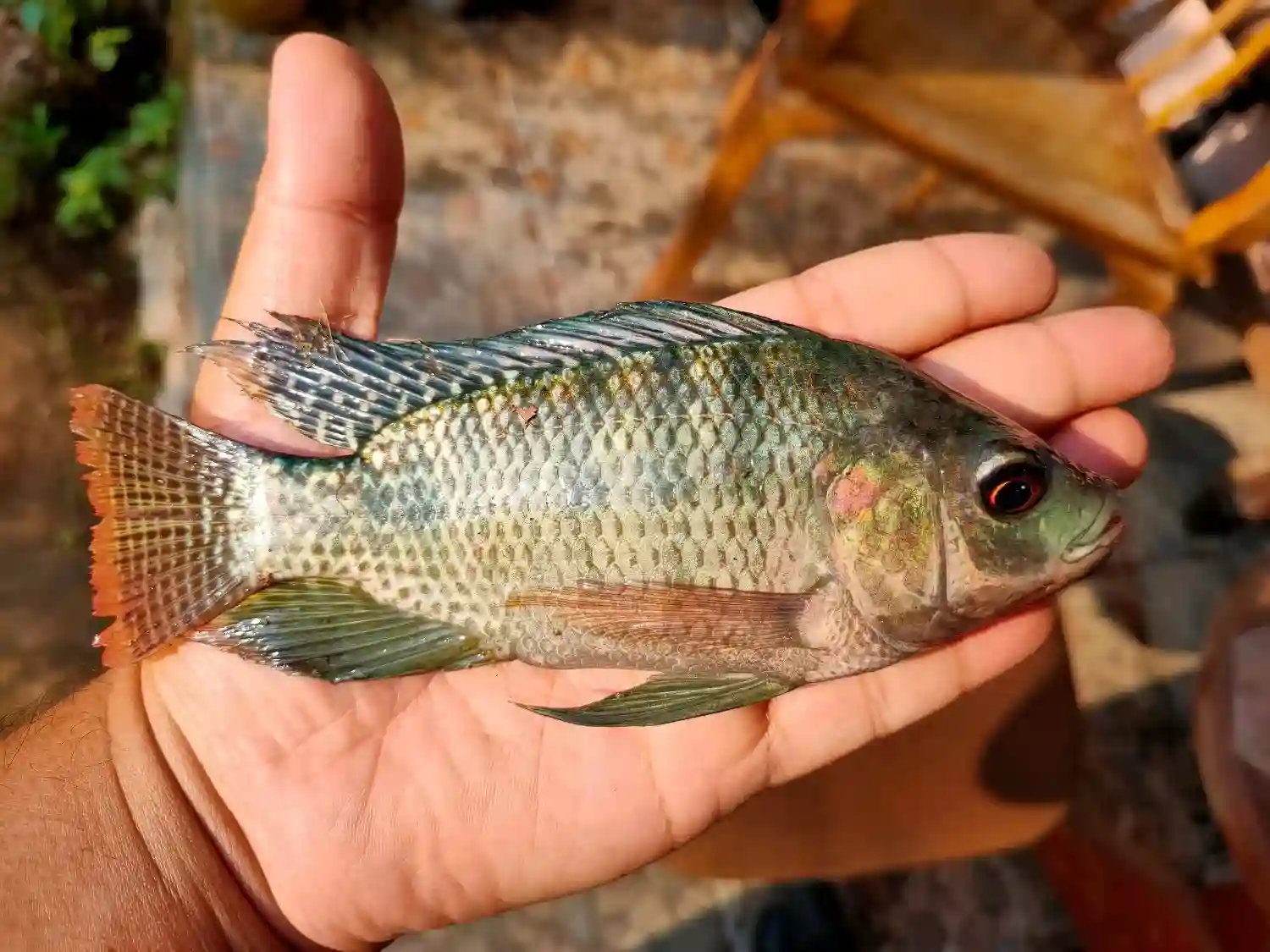 pakan ikan nila kecil