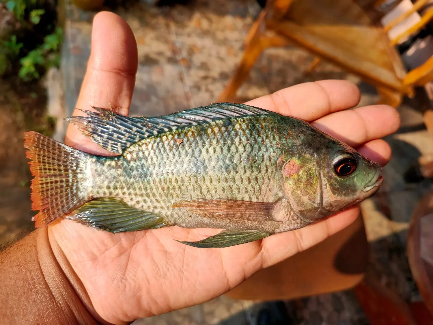 Pemberian pakan ikan nila kecil yang tepat dapat mempercepat pertumbuhan pakan ikan nila kecil