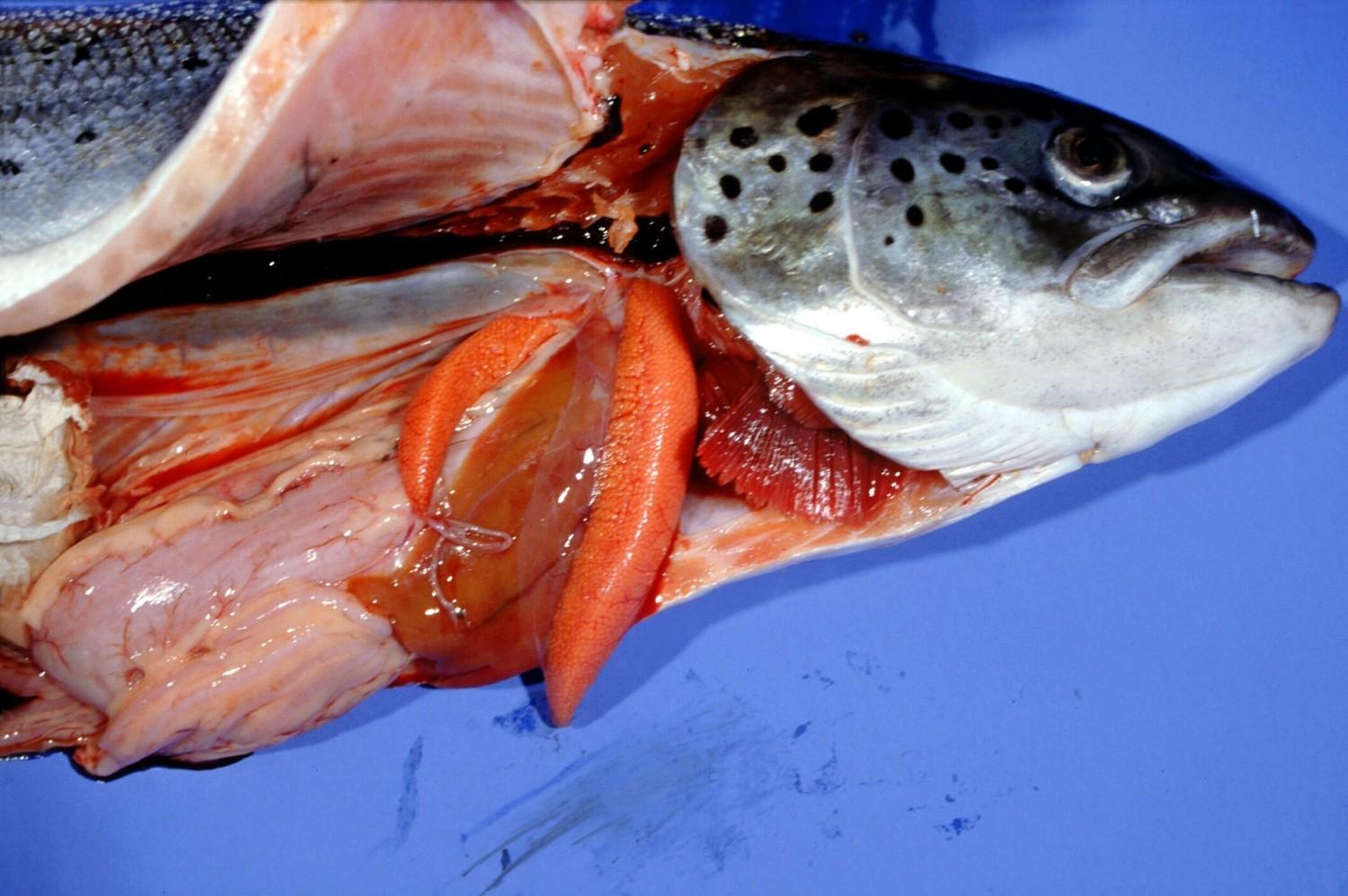 Gangguan pernapasan dan kardiovaskular