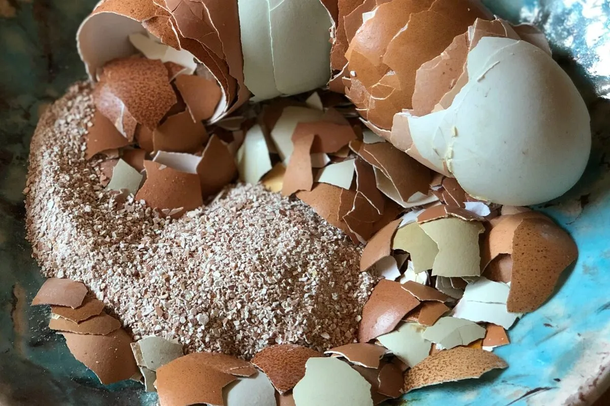 Telur yang memiliki cangkang tipis lebih rentan mengalami kerusakan Telur memiliki cangkang tipis