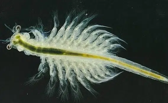 artemia supreme