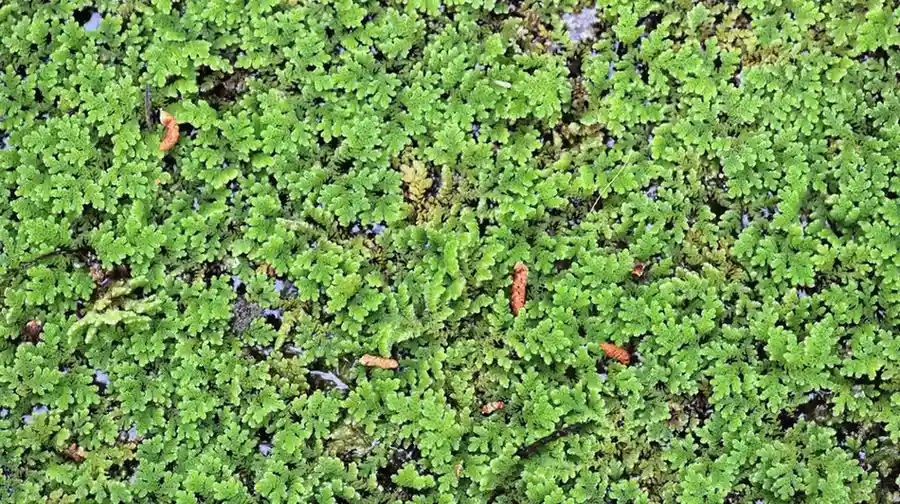 azolla daun azolla