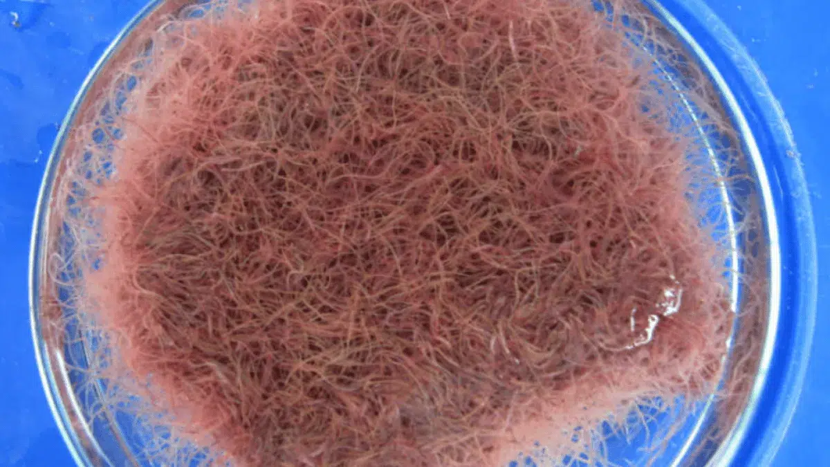 cacing sutra 2 cacing sutra