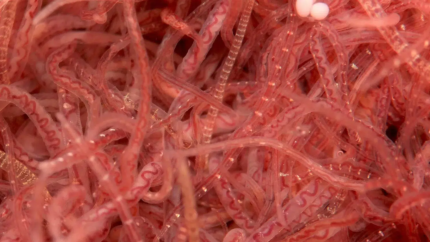 cacing sutra untuk ikan